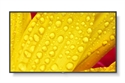 Sharp 60006085 - NEC MultiSync M551-2. Diseño de producto: Diseño de quiosco. Diagonal de la pantalla: 127 
